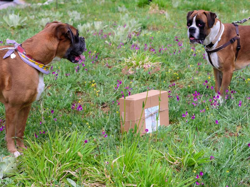 dog_weekend_elatos.jpg