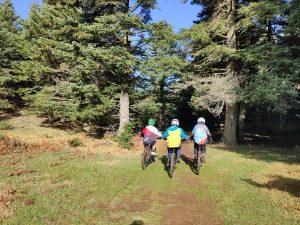 true_wheels_mtb1200.jpg
