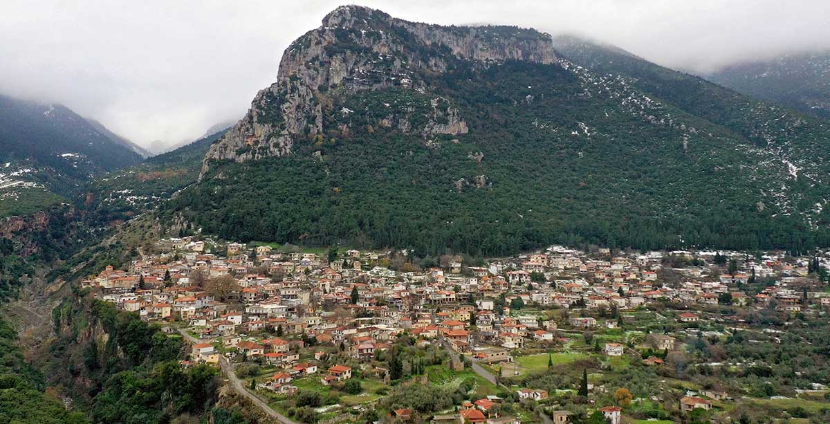 tithorea-1200