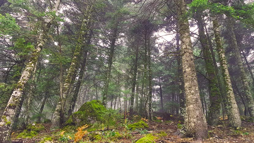 Φωτ.: Γιάννης Κωστελίδης / onParnassos.gr