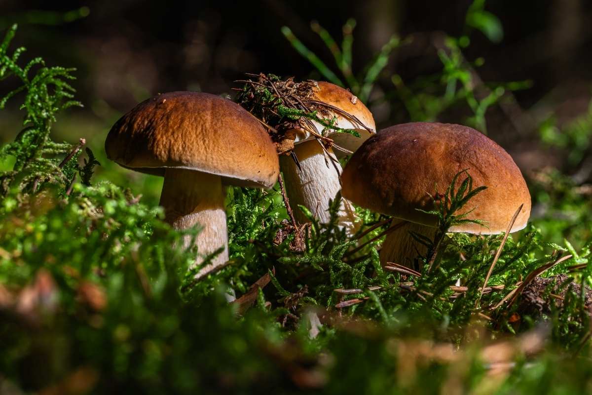3η Γιορτή Μανιταριών Αγοριανής – Μια γιορτή της φύσης και των γεύσεων στον Παρνασσό